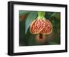 Close-up of a Abutilon 'Red Tiger'.-Julie Eggers-Framed Photographic Print