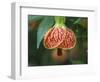 Close-up of a Abutilon 'Red Tiger'.-Julie Eggers-Framed Photographic Print