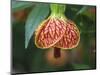 Close-up of a Abutilon 'Red Tiger'.-Julie Eggers-Mounted Photographic Print