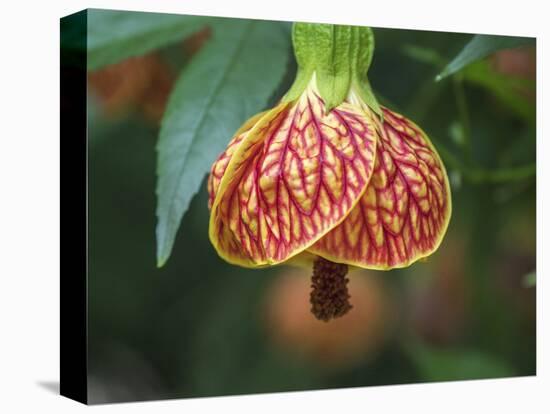 Close-up of a Abutilon 'Red Tiger'.-Julie Eggers-Stretched Canvas