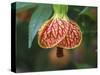 Close-up of a Abutilon 'Red Tiger'.-Julie Eggers-Stretched Canvas