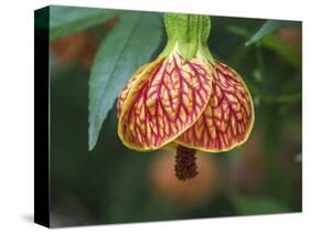 Close-up of a Abutilon 'Red Tiger'.-Julie Eggers-Stretched Canvas