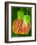 Close-up of a Abutilon 'Red Tiger'.-Julie Eggers-Framed Photographic Print