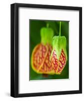 Close-up of a Abutilon 'Red Tiger'.-Julie Eggers-Framed Photographic Print