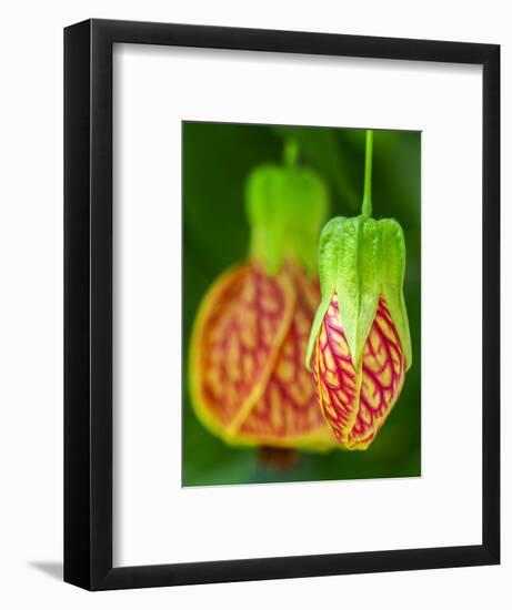 Close-up of a Abutilon 'Red Tiger'.-Julie Eggers-Framed Photographic Print