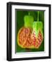 Close-up of a Abutilon 'Red Tiger'.-Julie Eggers-Framed Photographic Print