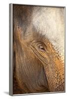 Close Up of a Adult Elephant's (Elephantidae) Eye and Crinkled Skin-Charlie-Framed Photographic Print