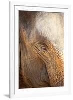 Close Up of a Adult Elephant's (Elephantidae) Eye and Crinkled Skin-Charlie-Framed Photographic Print