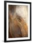 Close Up of a Adult Elephant's (Elephantidae) Eye and Crinkled Skin-Charlie-Framed Photographic Print