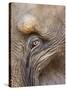 Close Up of a Adult Elephant's (Elephantidae) Eye and Crinkled Skin-Charlie Harding-Stretched Canvas