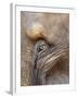 Close Up of a Adult Elephant's (Elephantidae) Eye and Crinkled Skin-Charlie Harding-Framed Photographic Print