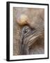 Close Up of a Adult Elephant's (Elephantidae) Eye and Crinkled Skin-Charlie Harding-Framed Photographic Print