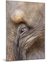 Close Up of a Adult Elephant's (Elephantidae) Eye and Crinkled Skin-Charlie Harding-Mounted Photographic Print