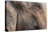 Close Up of a Adult Elephant's (Elephantidae) Head and Crinkled Skin-Charlie-Stretched Canvas