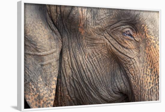 Close Up of a Adult Elephant's (Elephantidae) Head and Crinkled Skin-Charlie-Framed Photographic Print