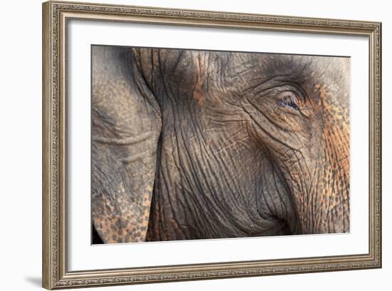 Close Up of a Adult Elephant's (Elephantidae) Head and Crinkled Skin-Charlie-Framed Photographic Print