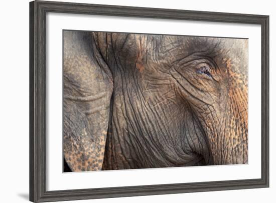 Close Up of a Adult Elephant's (Elephantidae) Head and Crinkled Skin-Charlie-Framed Photographic Print