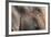 Close Up of a Adult Elephant's (Elephantidae) Head and Crinkled Skin-Charlie-Framed Photographic Print