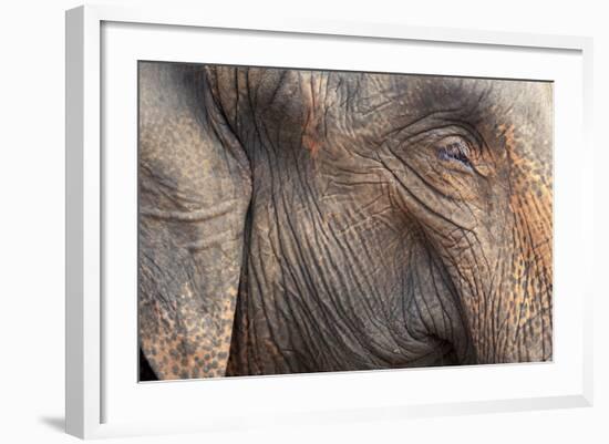 Close Up of a Adult Elephant's (Elephantidae) Head and Crinkled Skin-Charlie-Framed Photographic Print