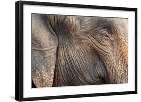 Close Up of a Adult Elephant's (Elephantidae) Head and Crinkled Skin-Charlie-Framed Photographic Print