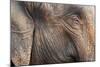 Close Up of a Adult Elephant's (Elephantidae) Head and Crinkled Skin-Charlie-Mounted Photographic Print