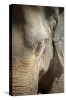 Close Up of a Adult Elephant's (Elephantidae) Head and Crinkled Skin-Charlie-Stretched Canvas