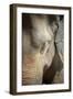 Close Up of a Adult Elephant's (Elephantidae) Head and Crinkled Skin-Charlie-Framed Photographic Print