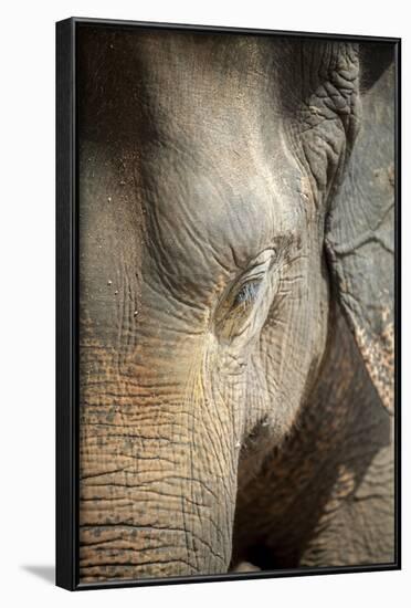 Close Up of a Adult Elephant's (Elephantidae) Head and Crinkled Skin-Charlie-Framed Photographic Print