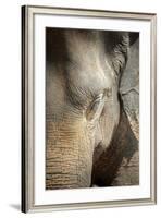 Close Up of a Adult Elephant's (Elephantidae) Head and Crinkled Skin-Charlie-Framed Photographic Print