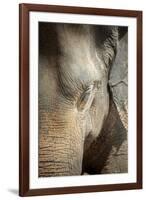 Close Up of a Adult Elephant's (Elephantidae) Head and Crinkled Skin-Charlie-Framed Photographic Print