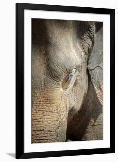 Close Up of a Adult Elephant's (Elephantidae) Head and Crinkled Skin-Charlie-Framed Photographic Print