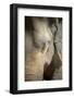 Close Up of a Adult Elephant's (Elephantidae) Head and Crinkled Skin-Charlie-Framed Photographic Print