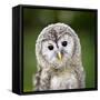 Close Up Of A Baby Tawny Owl (Strix Aluco)-l i g h t p o e t-Framed Stretched Canvas