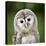 Close Up Of A Baby Tawny Owl (Strix Aluco)-l i g h t p o e t-Stretched Canvas