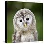 Close Up Of A Baby Tawny Owl (Strix Aluco)-l i g h t p o e t-Stretched Canvas