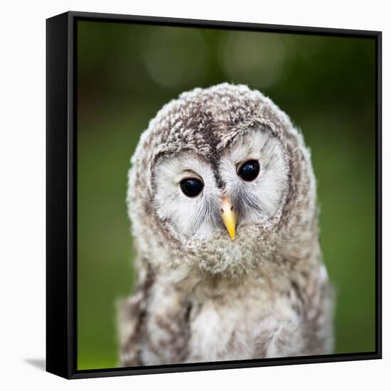 Close Up Of A Baby Tawny Owl (Strix Aluco)-l i g h t p o e t-Framed Stretched Canvas