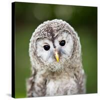 Close Up Of A Baby Tawny Owl (Strix Aluco)-l i g h t p o e t-Stretched Canvas