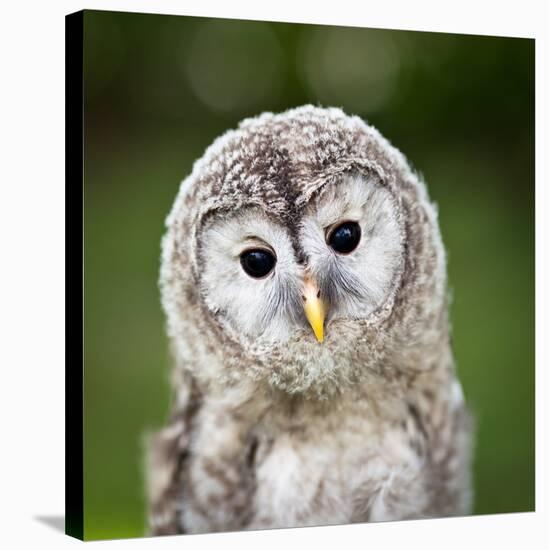 Close Up Of A Baby Tawny Owl (Strix Aluco)-l i g h t p o e t-Stretched Canvas