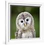 Close Up Of A Baby Tawny Owl (Strix Aluco)-l i g h t p o e t-Framed Photographic Print