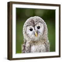 Close Up Of A Baby Tawny Owl (Strix Aluco)-l i g h t p o e t-Framed Photographic Print