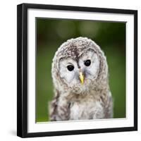 Close Up Of A Baby Tawny Owl (Strix Aluco)-l i g h t p o e t-Framed Photographic Print