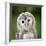 Close Up Of A Baby Tawny Owl (Strix Aluco)-l i g h t p o e t-Framed Photographic Print