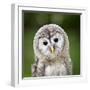 Close Up Of A Baby Tawny Owl (Strix Aluco)-l i g h t p o e t-Framed Photographic Print