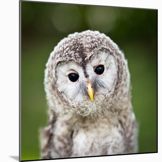 Close Up Of A Baby Tawny Owl (Strix Aluco)-l i g h t p o e t-Mounted Photographic Print