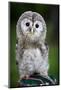 Close up of a Baby Tawny Owl (Strix Aluco)-l i g h t p o e t-Mounted Photographic Print