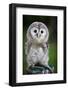 Close up of a Baby Tawny Owl (Strix Aluco)-l i g h t p o e t-Framed Photographic Print