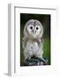 Close up of a Baby Tawny Owl (Strix Aluco)-l i g h t p o e t-Framed Photographic Print