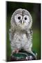 Close up of a Baby Tawny Owl (Strix Aluco)-l i g h t p o e t-Mounted Photographic Print