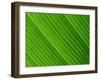 Close-Up of a Banana Leaf-Murray Louise-Framed Photographic Print