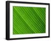 Close-Up of a Banana Leaf-Murray Louise-Framed Photographic Print